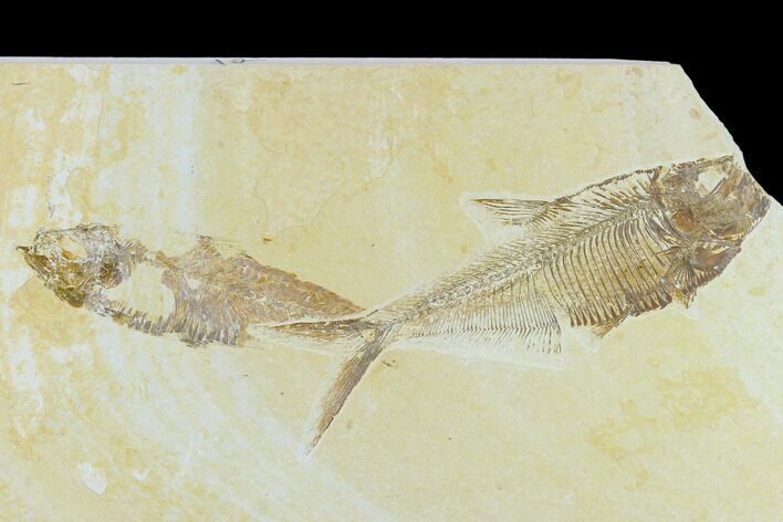 4.6" Diplomystus With Knightia Fossil Fish - Green River Formation